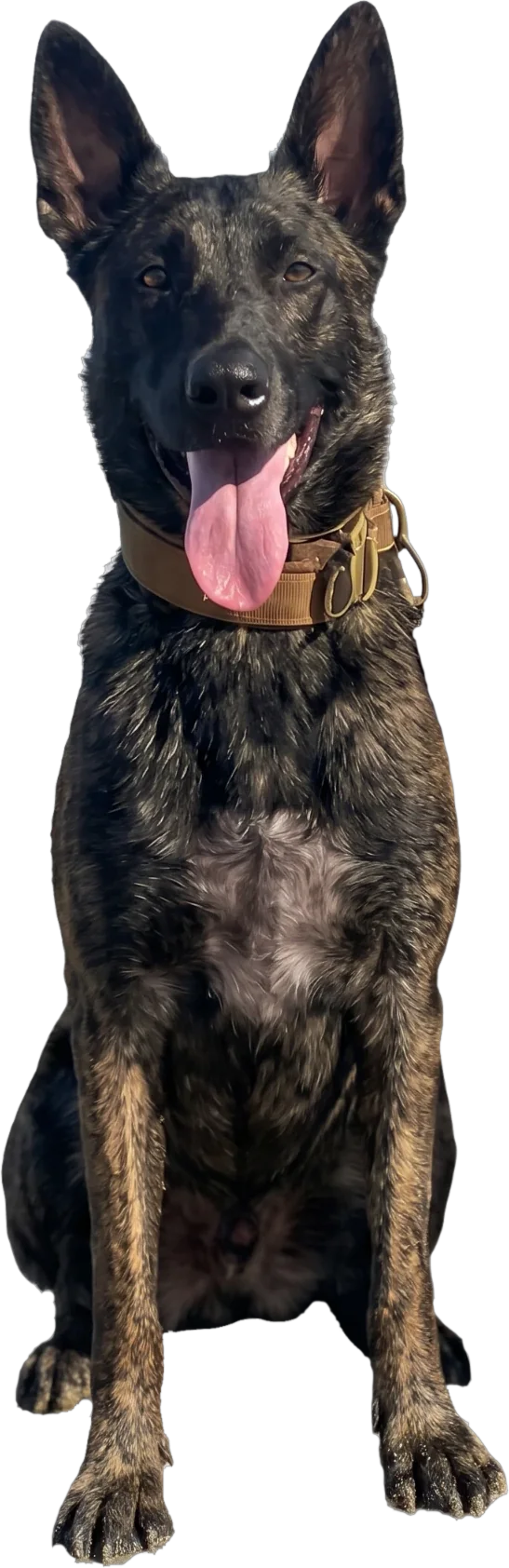 Korra, ODIN-K9 dam