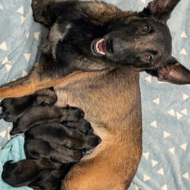 Korra with her litter