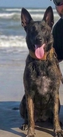 Korra, ODIN-K9 dam